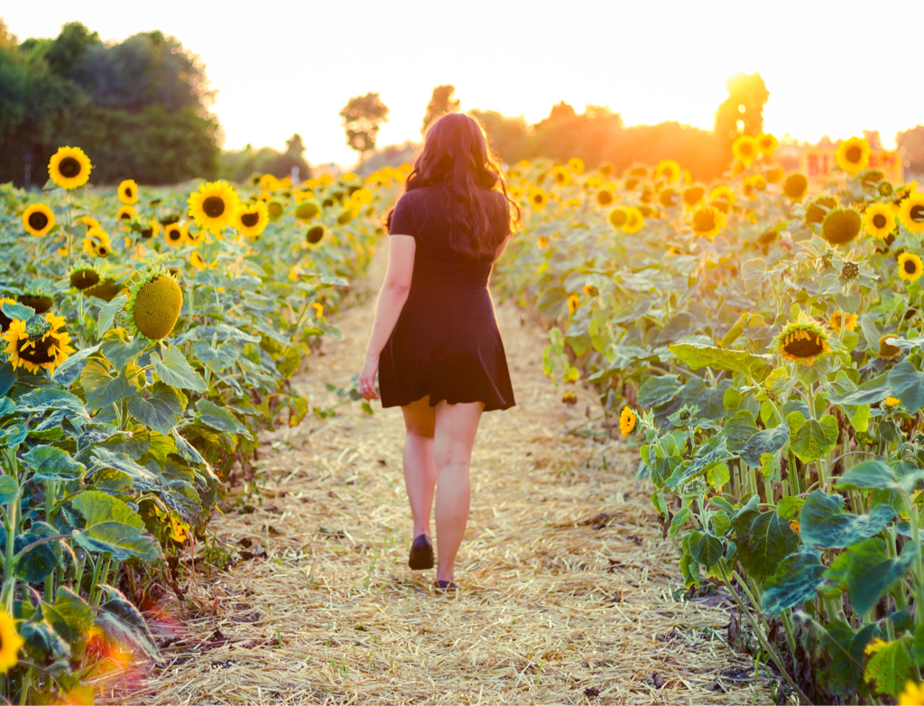 Walking in a sunflower field